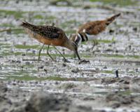 Short-billed Dowitcher + Killdeer 